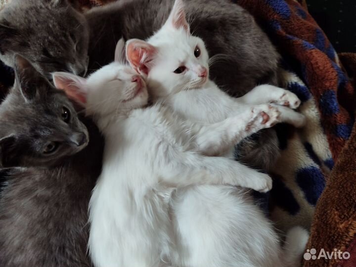 Отдам в добрые руки этих замечательных котиков