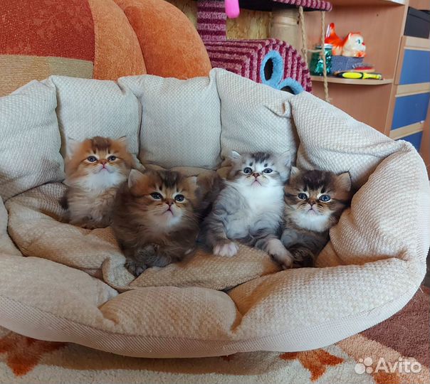 Шотландские котята