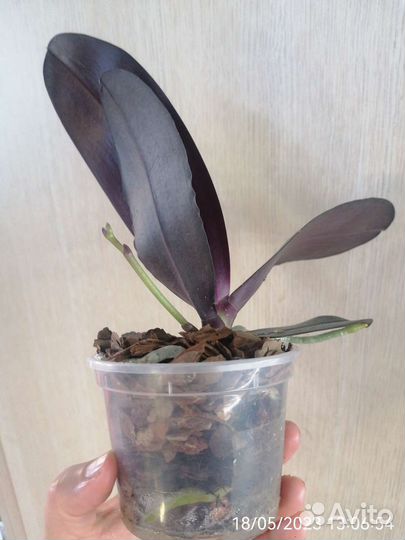 Орхидея Salu's Fragrance