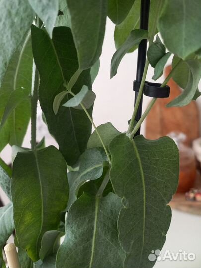 Эвкалипт комнатный шаровидный