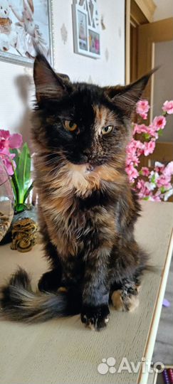 Котята мейн-кун