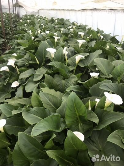 Продажа цветов