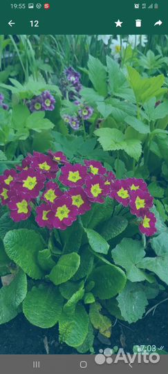 Многолетняя рассада Примула,маргаритки махроаые