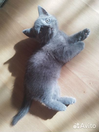 Домашние животные кошки