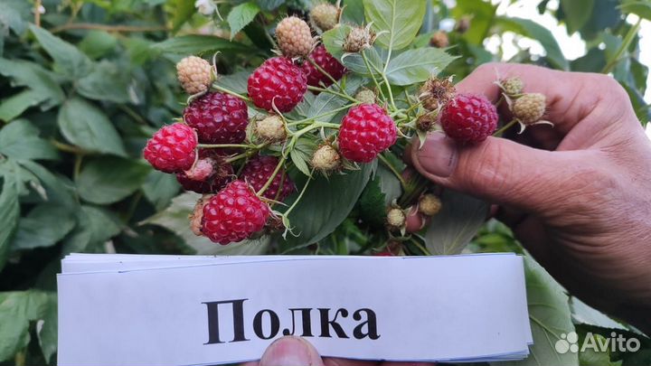 Ремонтантная малина
