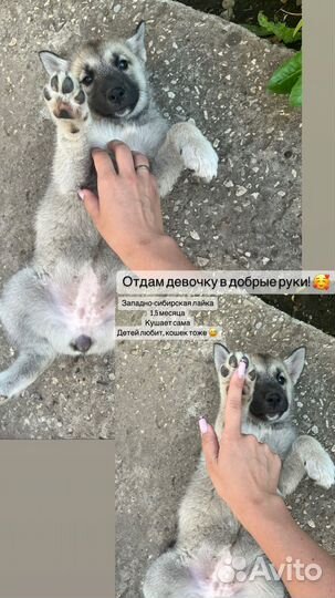 Собака в добрые руки