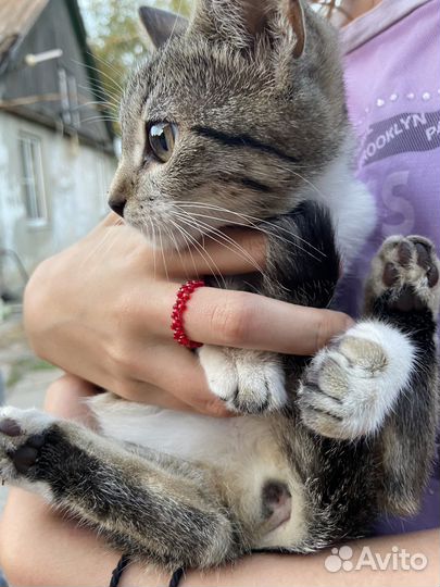 Отдам котенка