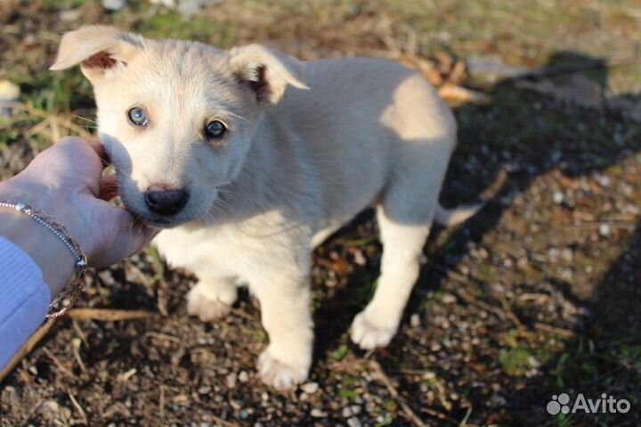 Щеночки 2мес дворняжки в дар