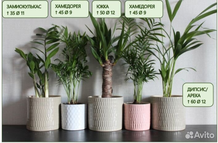 Арека/Дипсис/Ховея