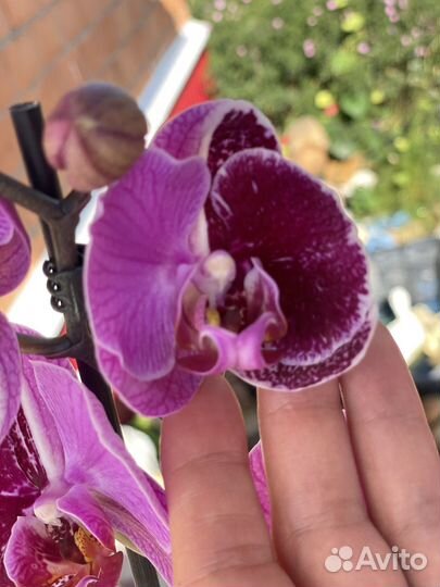 Фаленопсис Мультфлора Харли Квин