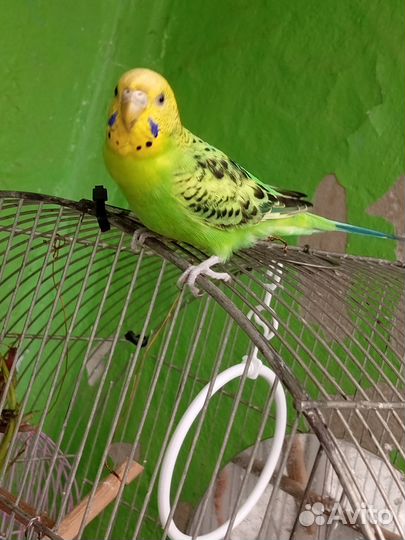 Волнистый попугай пара
