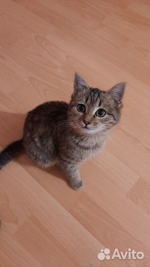 Котенок бесплатно