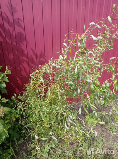 Ива кудрявая