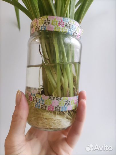 Хлорофитум