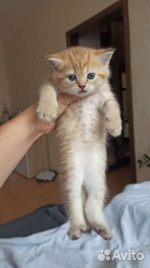 Котята окраса шиншилла