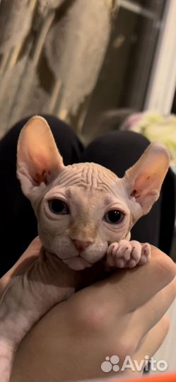 Канадский сфинкс