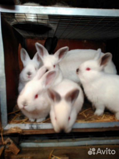 Продам калифорнийцев для откорма и на племя