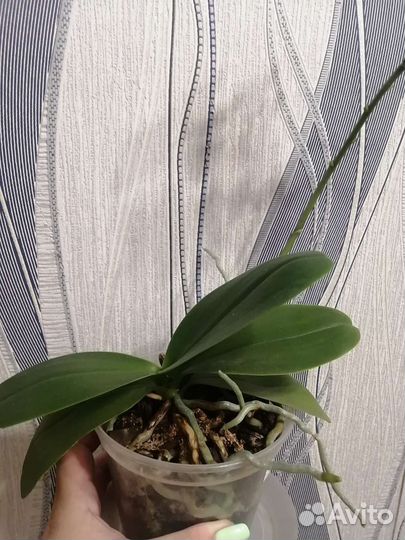 Орхидея фаленопсис бабочка