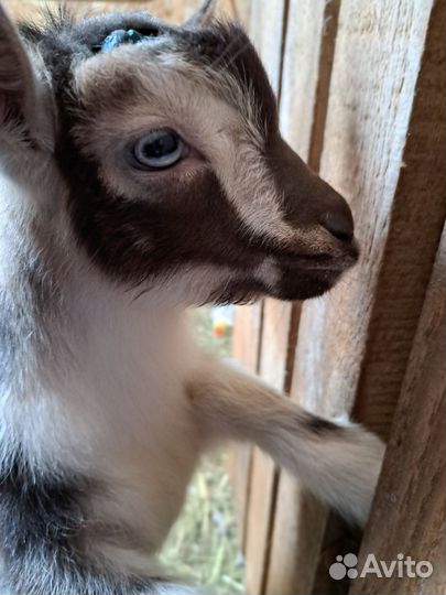 Голубоглазые камеруно нигерийские кн 75 и кн 50