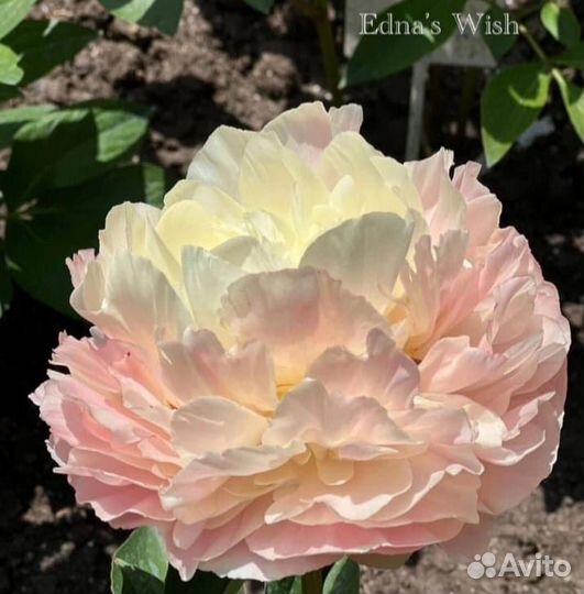 Редкие сорта пионов