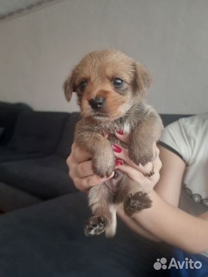 Собака