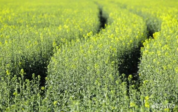 Рапс Эйнштейн - для профессионалов