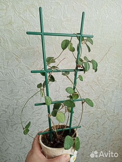 Комнатные растения сортовые