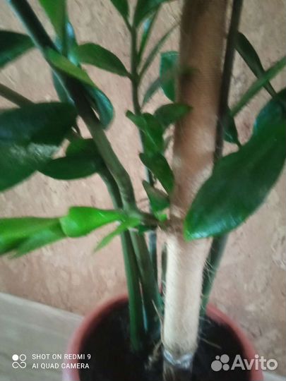 Замиокулькас на 7 веточек