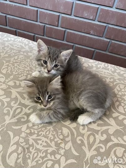 Котята бесплатно