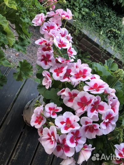 Пеларгония ив Ухарь -Купец