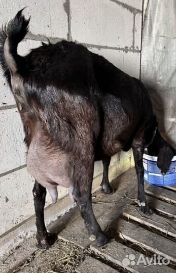 Дойные козы