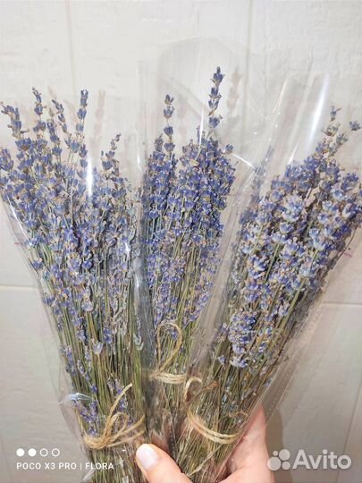 Лавандa сушеная