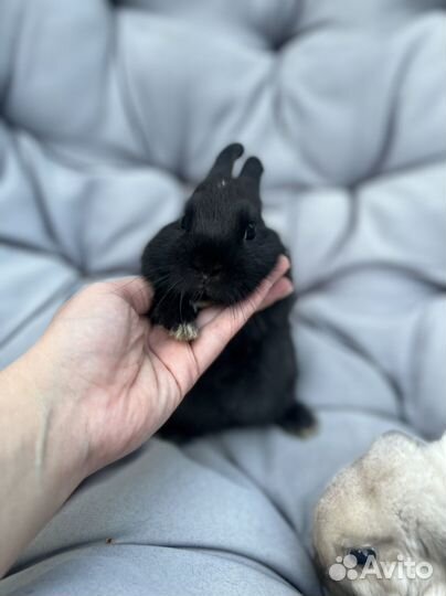 Декоративные кролики