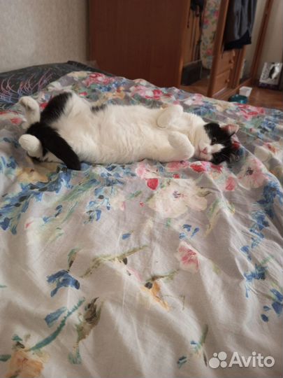 Кошка