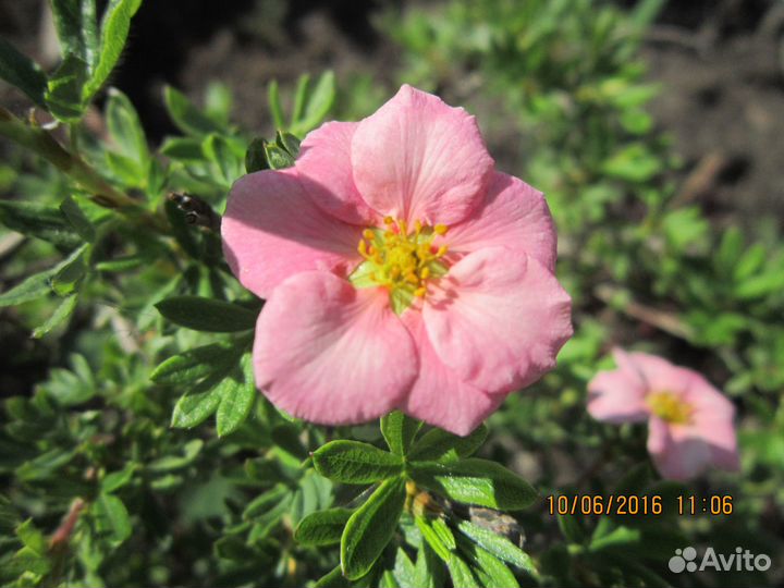 Лапчатка кустарниковая