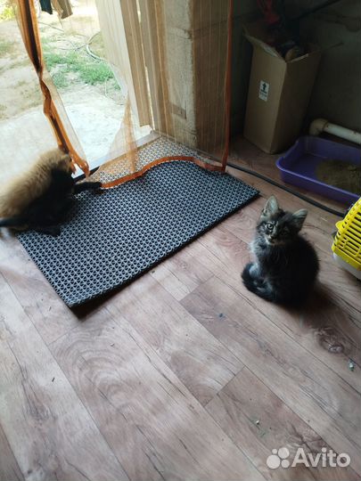 Котята в добрые руки мальчики