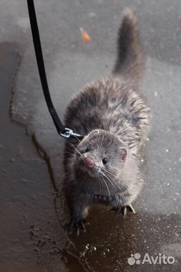 Щенки норки