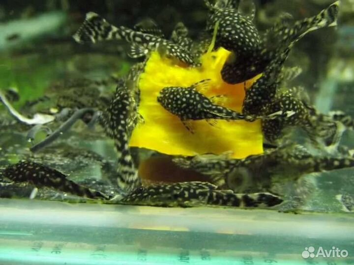 Сомики анциструсы