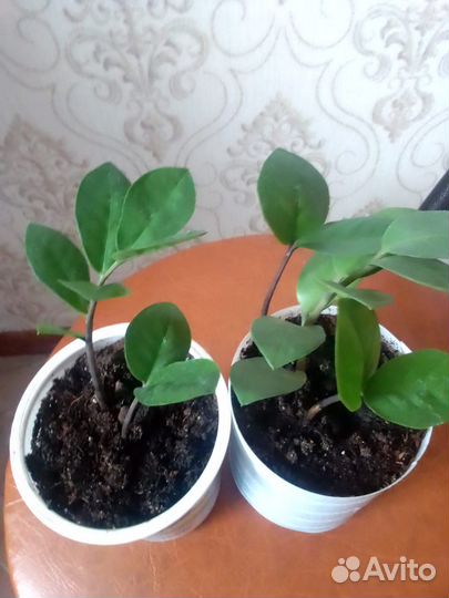 Долларовое дерево