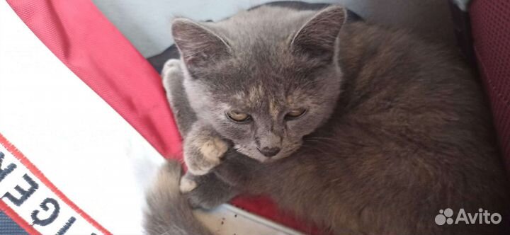 Котенок девочка