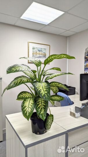 Диффенбахия Тропик сноу