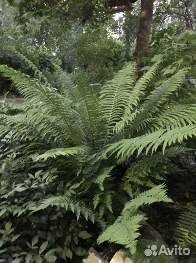 Папоротник садовый