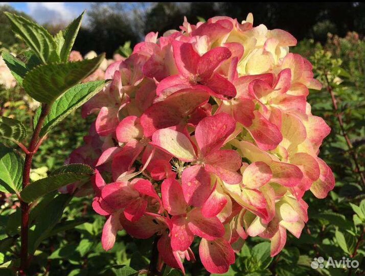 Гортензия метельчатая в ассортименте