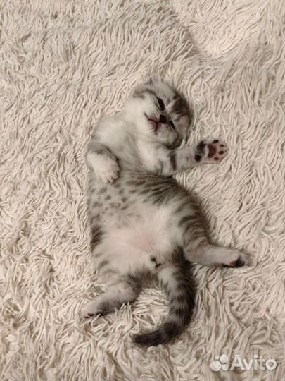 Шотландские котята