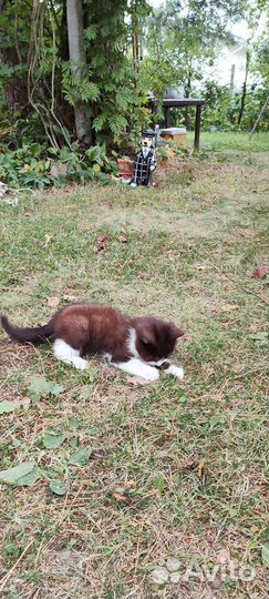 Котенок (мальчик)