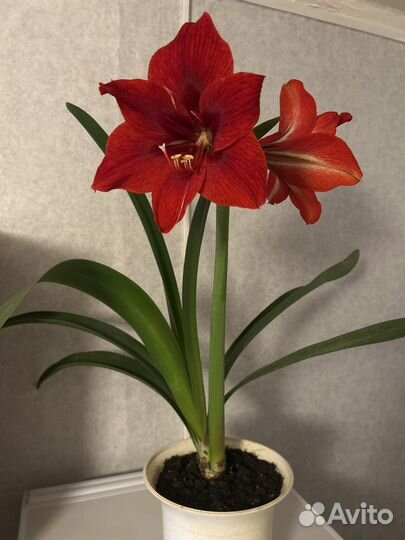 Гиппеаструм