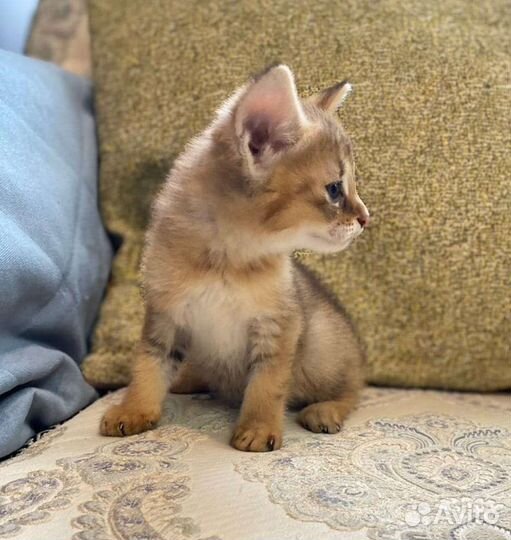 Кошка чаузи ф1