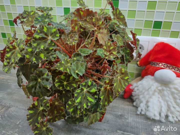 Бегония кустовая