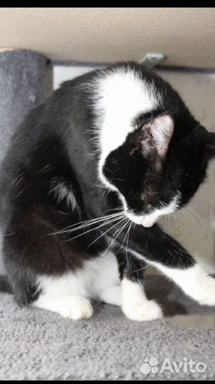 Кот Василий в добрые руки