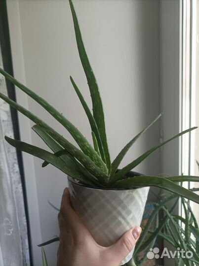 Алоэ Вера (Турецкий)